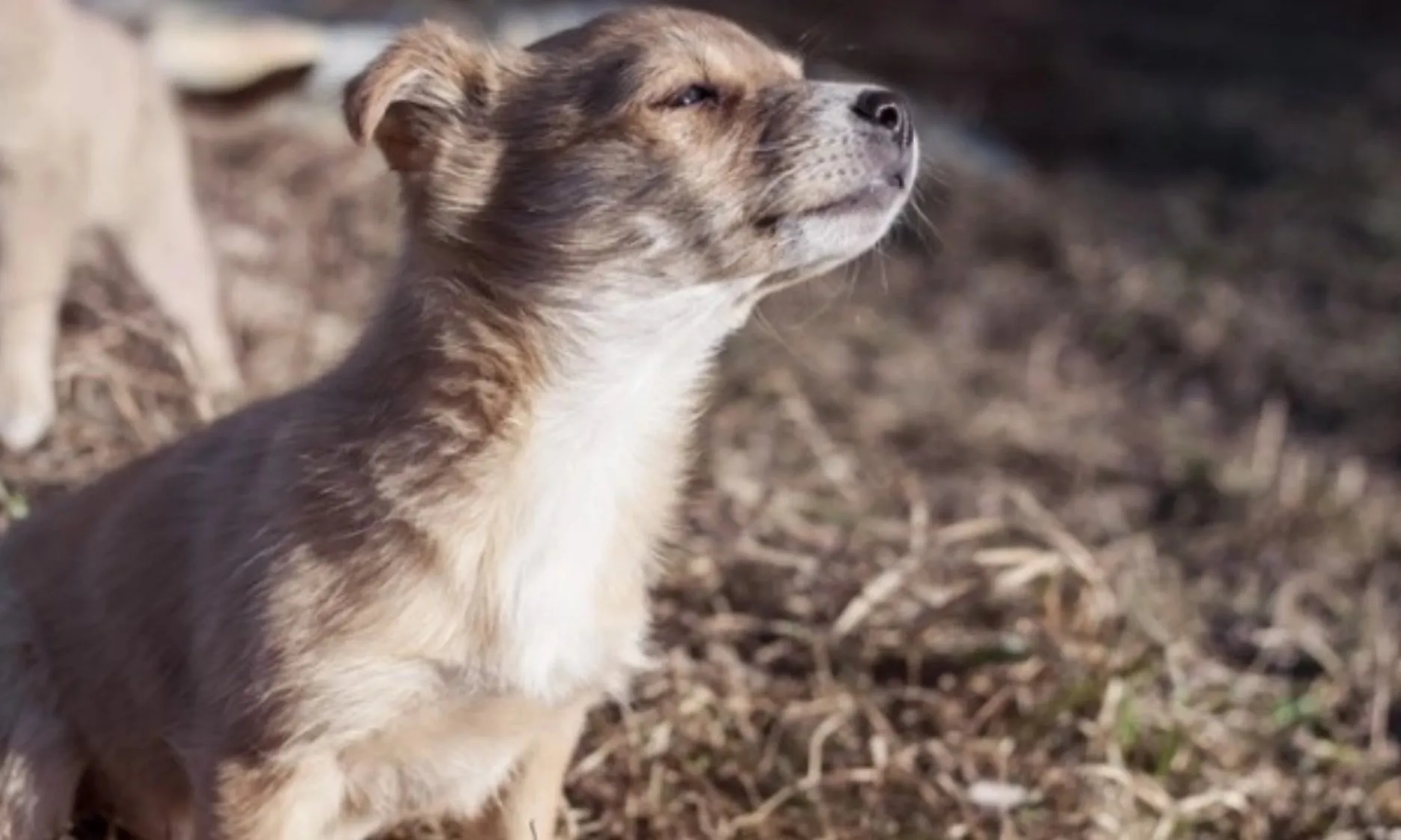 Kokudan Kanser Teşhisi Yapılabilir Mi?